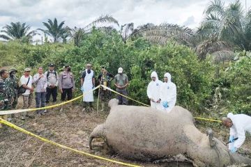 BKSDA Aceh berkoordinasi dengan Balai Gakkum terkait kematian gajah