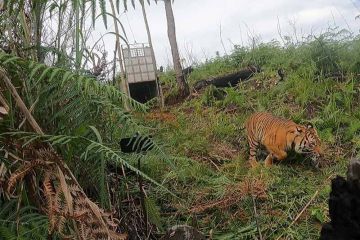 BKSDA lepas liarkan harimau ke kawasan hutan di Gayo Lues