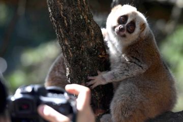 Tim peneliti China ungkap informasi primata terancam punah di dunia