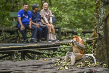 Konservasi mangrove dan bekantan di Tarakan