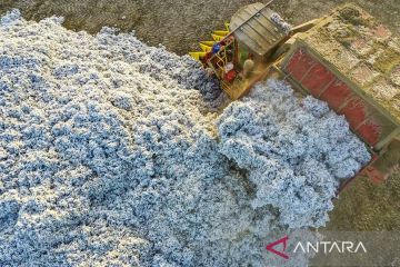 China panen kapas dengan mesin pemetik buatan dalam negeri