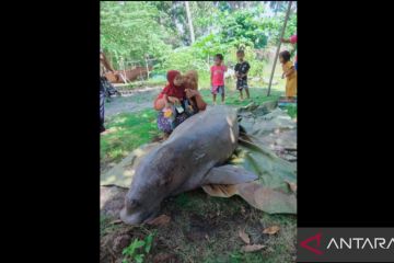 Warga temukan Duyung mati tersangkut jaring di Natuna