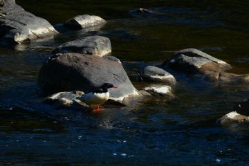 Merganser China terancam punah muncul di Geopark Longhushan di Jiangxi