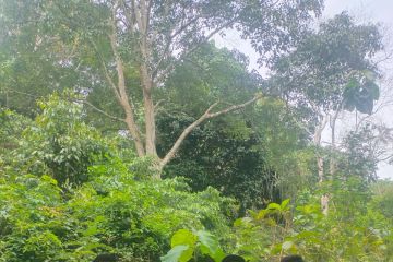 JBI kembangkan kebun entres di lima kabupaten di Sumsel