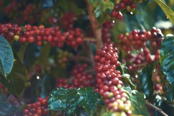 Kota Pu'er kembangkan industri kopi China berkualitas tinggi