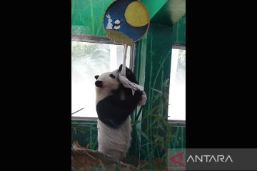 Panda raksasa beraksi "yoga terbang" di Provinsi Guangdong