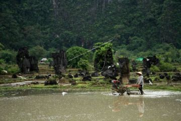 Realisasi Penyaluran Dana KUR Sektor Pertanian