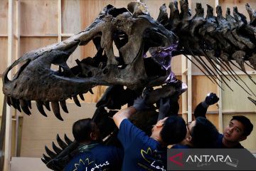 Fosil T.rex Shen dirakit di Singapura jelang pelelangannya
