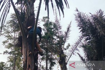 Aren Semulen ST-1 pengungkit ekonomi masyarakat Rejang Lebong