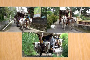 Asyiknya wisata kebun dengan sensasi naik gerobak sapi