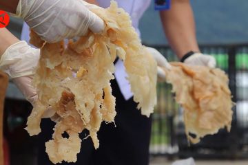 Balai Karantina Ikan PLBN Aruk ekspor 9,6 ton ubur-ubur ke Malaysia