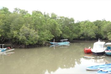 Berjibaku jaga kelestarian mangrove Tahura Ngurah Rai jelang KTT G20