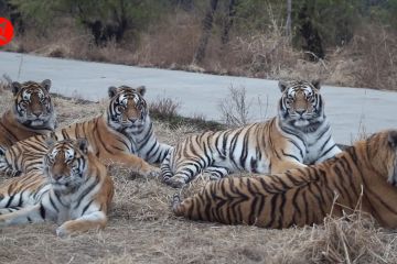 Cagar alam rehabilitasi di China tingkatkan populasi Harimau Siberia