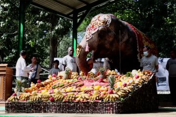 Gajah Asia tertua di Kebun Binatang Yangon rayakan ultah ke-69