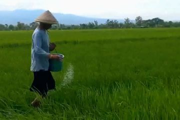 Kabupaten Madiun terima tambahan pupuk 12 ton dipenghujung tahun