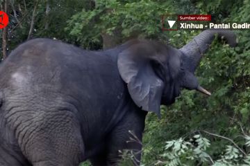 Kawanan gajah tersesat rusak perkebunan di Pantai Gading selatan