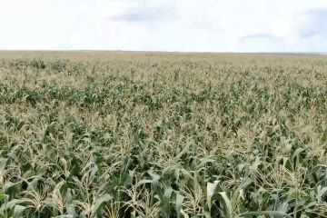 Kenya setujui komersialisasi jagung hasil rekayasa genetika
