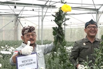 Menteri Pertanian pantau persiapan ekspor bunga krisan ke Jepang