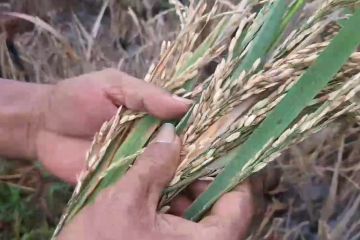 Petani gagal panen, Distan Deli Serdang periksa kelainan padi
