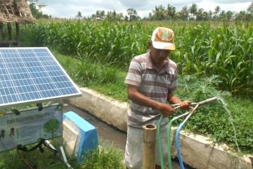 Petani Jember manfaatkan pompa air tenaga surya untuk pengairan sawah