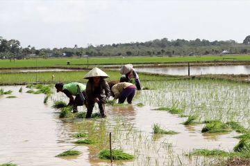 Petani Kalsel dianjurkan tanam padi bergiliran atasi gagal panen