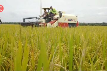 Jambi susun skema penetapan lahan sawah meminimalisasi alih fungsi