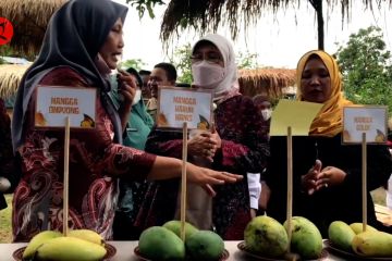 Festival mangga Bojongroreng kenalkan beragam jenis mangga lokal