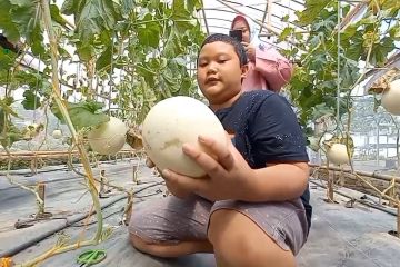 Serunya belajar budidaya dan makan melon langsung di kebun
