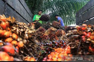 Nilai tukar petani Riau tertinggi di Pulau Sumatera