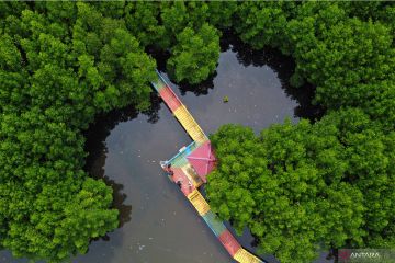 Pengembangan ekowisata mangrove Aceh Jaya