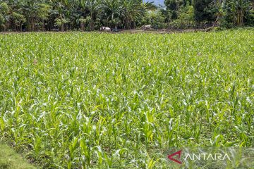 Pemberdayaan Penyintas Bencana dengan Tanaman Jagung