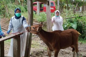 Australia kerja sama Kementan dan Pemprov Sulsel tangani PMK