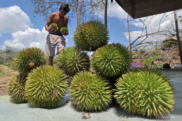 Musim durian hutan di Jambi