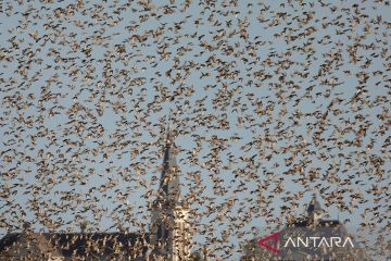 Kawanan burung jalak penuhi langit pedesaan Reims di Prancis