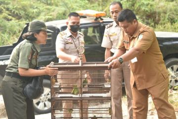Karantina Pertanian lepasliarkan burung Cucak Hijau di hutan Kaltara