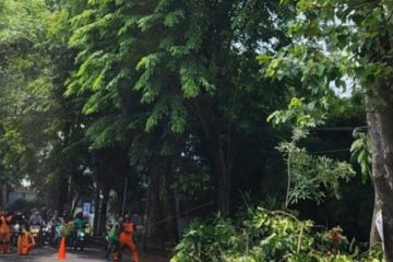 Pemkot Jaktim kerahkan petugas gabungan pangkas pohon di Ciracas