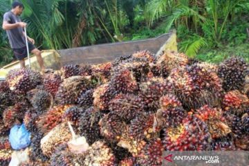 Harga CPO Jambi naik, menjadi di atas Rp12.000 per kilogram