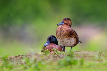 Wuhan catat peningkatan populasi bebek yang terancam punah