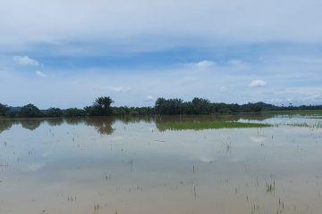 Pemkab: 1.090 hektare padi di Aceh Timur terancam gagal panen