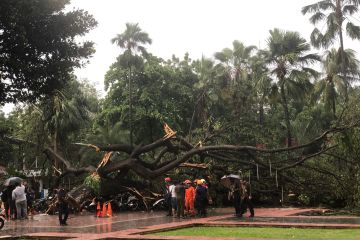 Petugas evakuasi korban akibat tertimpa pohon tumbang di Balai Kota