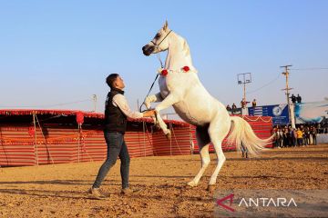 Festival kuda Arab ras murni di Gaza