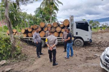 Penebangan pinus ilegal di Desa Hutaginjang Samosir diadukan ke polisi