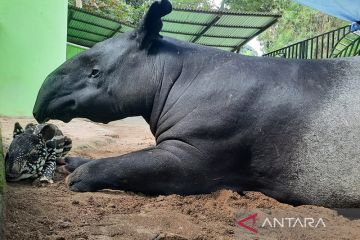 Kebun Binatang Jambi rutin periksa satwa koleksinya