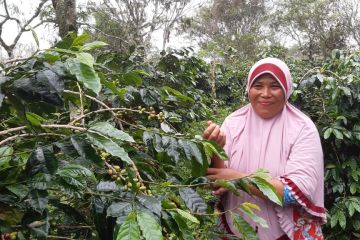 Petani di Aceh Utara berkomitmen kembangkan komoditas kopi arabika