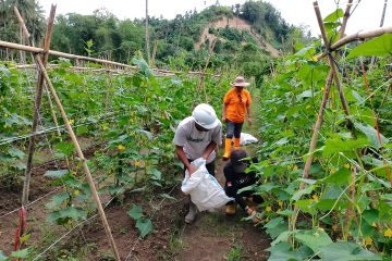 Petani Sulut merespons positif penggunaan pupuk organik