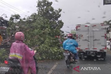 Belasan pohon di Kudus tumbang akibat diterjang angin kencang