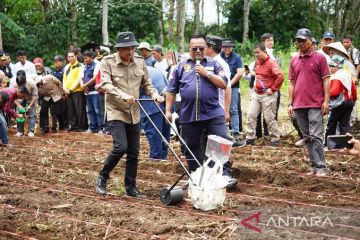 Solok Selatan jadi proyek percontohan penanaman sorgum terintegrasi