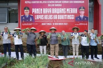 Lapas Bukittinggi panen bawang hasil pertanian narapidana