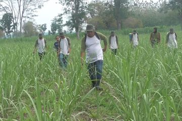 Stimulus jaring pengendali endemi hama uret tebu