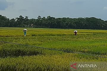 Diversifikasi-pertanian berkelanjutan bisa jadi solusi krisis pangan